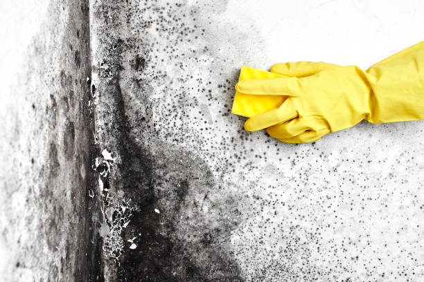 Best Water Damage & Mold Remediation  in Kekoskee, WI