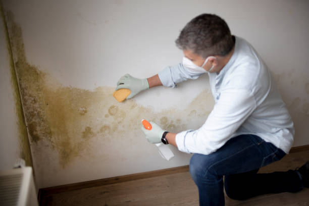 Best Mold Odor Removal Services  in Kekoskee, WI