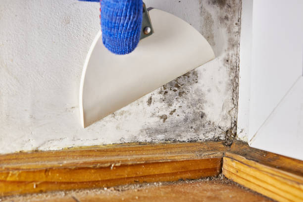 Best Asbestos and Lead Testing During Mold Inspection  in Kekoskee, WI
